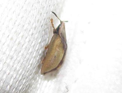 Cassida inopinata (cf.), Chrysomelidae